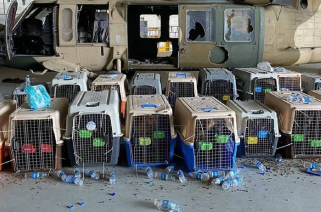 Dogs Abandoned in Afghanistan