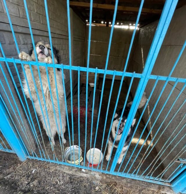 Dogs at Ukraine shelter