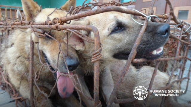 Dogs at meat festival