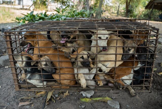 Dogs crammed into small cage