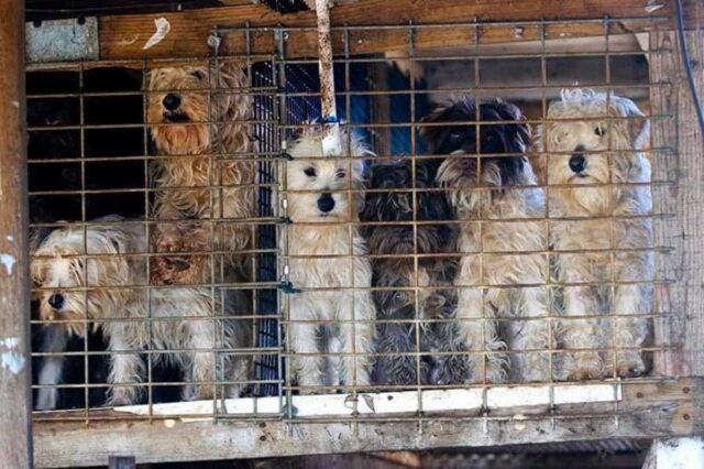 Dogs in small cage