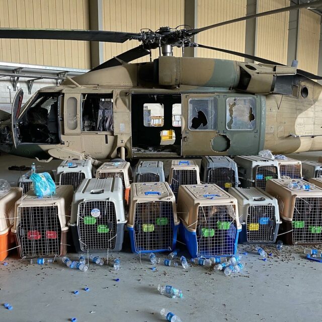 Dogs left in Afghanistan