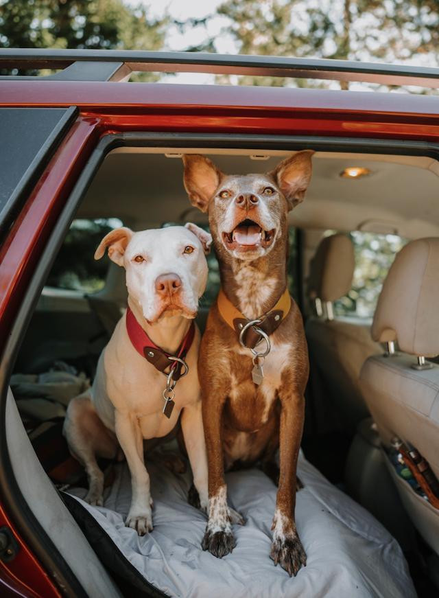 Dogs riding in a Subaru