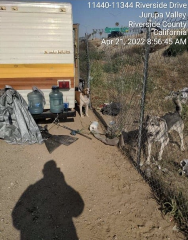 Dogs tied to fence