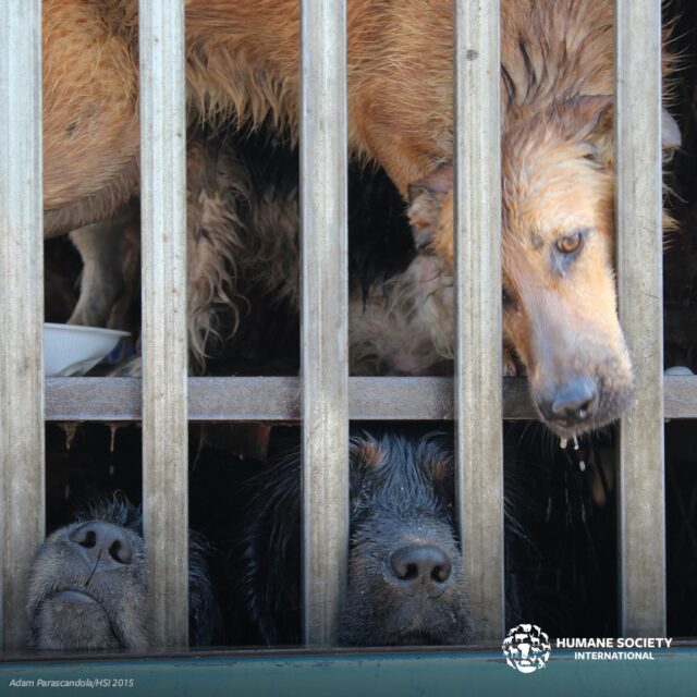 Dogs trapped in small kennel