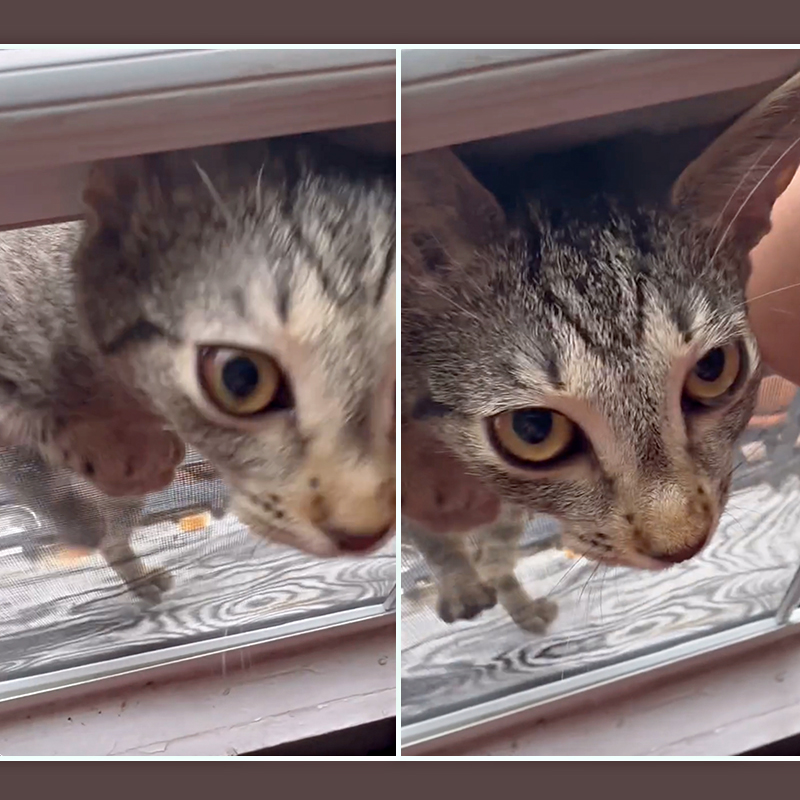 Brooklyn, New York, Dora the tabby kitten showed up on a fire escape, cat chooses family, cat distribution system, Greenpoint Cats, rescued kitten, 1