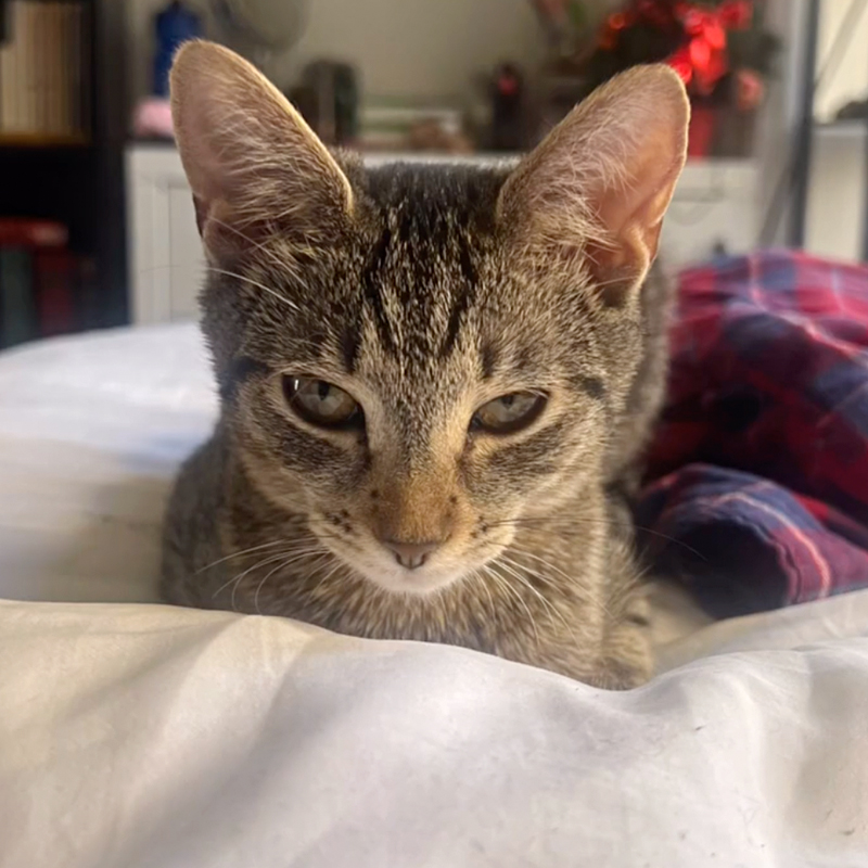 Brooklyn, New York, Dora the tabby kitten showed up on a fire escape, cat chooses family, cat distribution system, Greenpoint Cats, rescued kitten, 5