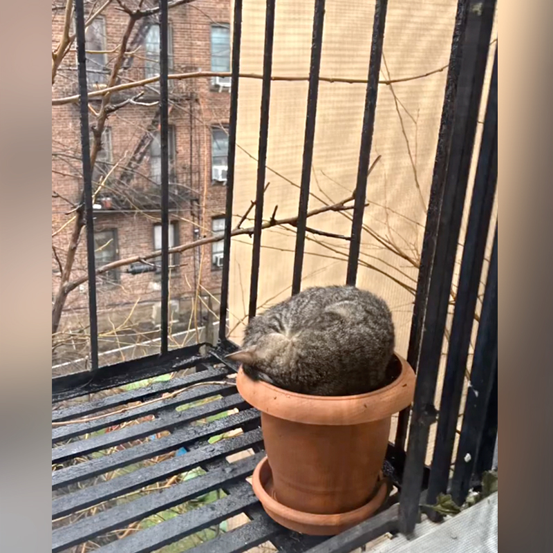 Brooklyn, New York, Dora the tabby kitten showed up on a fire escape, cat chooses family, cat distribution system, Greenpoint Cats, rescued kitten, 6