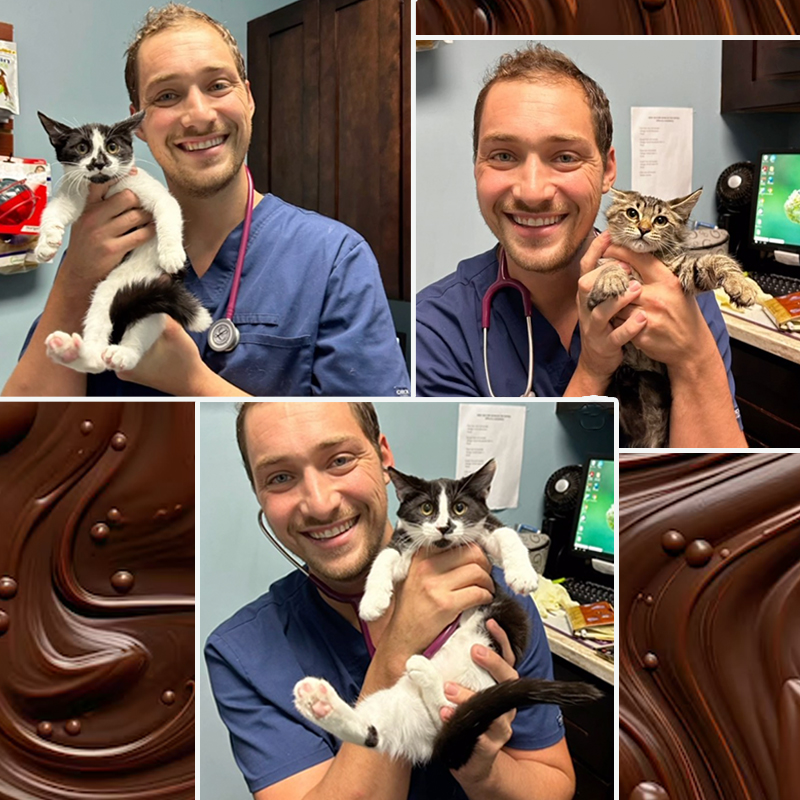 Josh Kolbert, DVM, Bronx Veterinary Center with the Chocolate Bar kittens