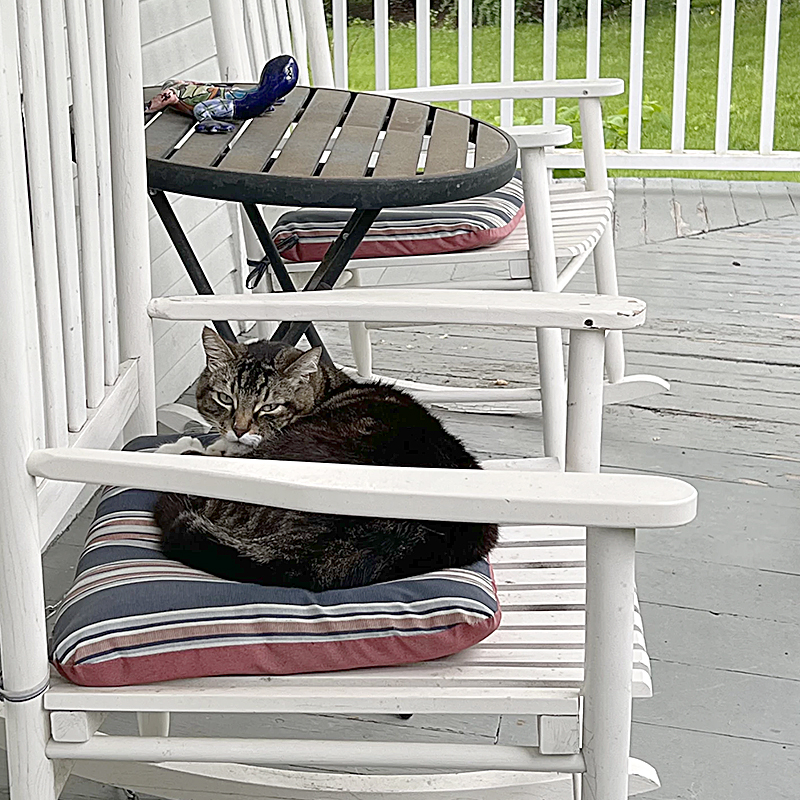 Vermont State University's Castleton campus, Dr. Max Dow, campus cat, Doctorate in Litter-ature, Ashley Dow, Kaitlyn Tanner, Fair Haven, Vermont, feral cat earns honorary doctorate, tabby, 2