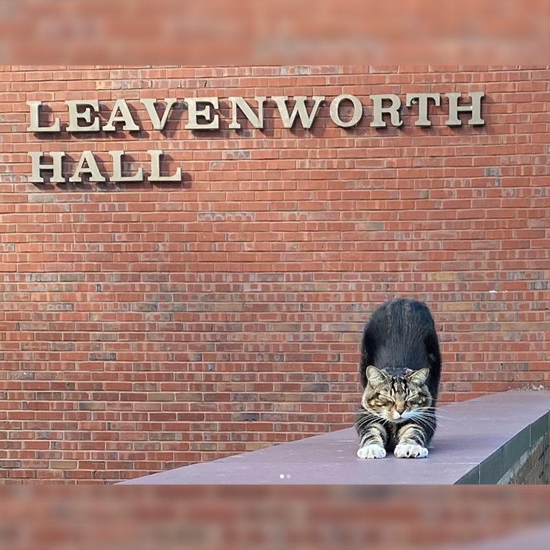 Vermont State University's Castleton campus, Dr. Max Dow, campus cat, Doctorate in Litter-ature, Ashley Dow, Kaitlyn Tanner, Fair Haven, Vermont, feral cat earns honorary doctorate, tabby, 9