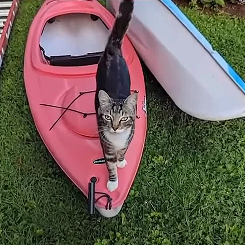 Vermont State University's Castleton campus, Dr. Max Dow, campus cat, Doctorate in Litter-ature, Ashley Dow, Kaitlyn Tanner, Fair Haven, Vermont, feral cat earns honorary doctorate, tabby, 6