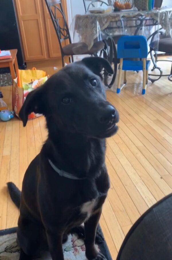 Black lab head tilt