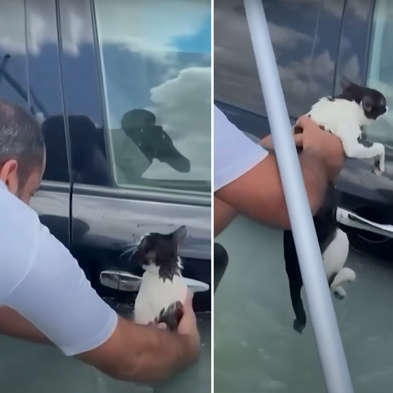  Dubai, historic rainfall, police save cat clinging to a submerged car's door handle, flash floods in United Arab Emirates, cat rescue, 3