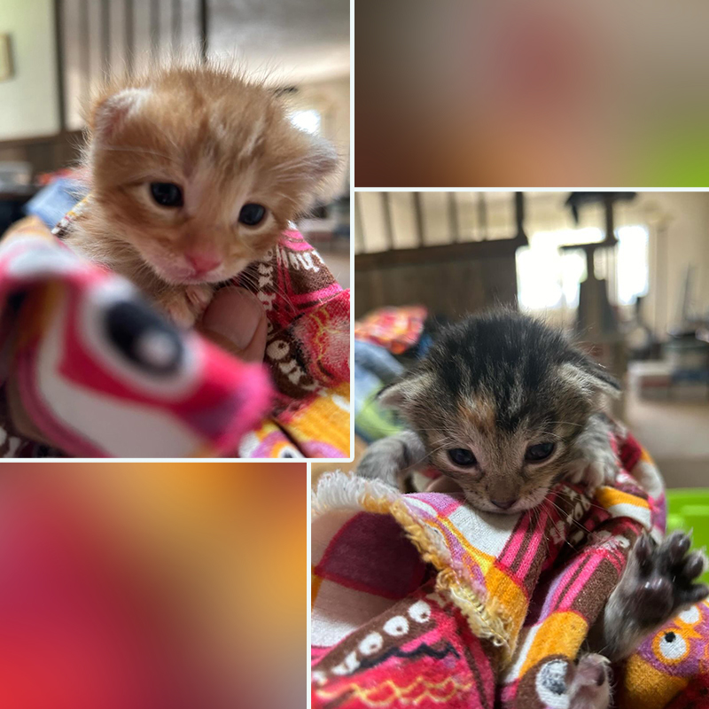 Catty Shack Rescue, Prescott, Arizona, Susan Smart, ear wiggles, champion ear wiggler, orange tabby, barn kittens, rescued kittens, bottle babies, bottle feeding kittens, 4