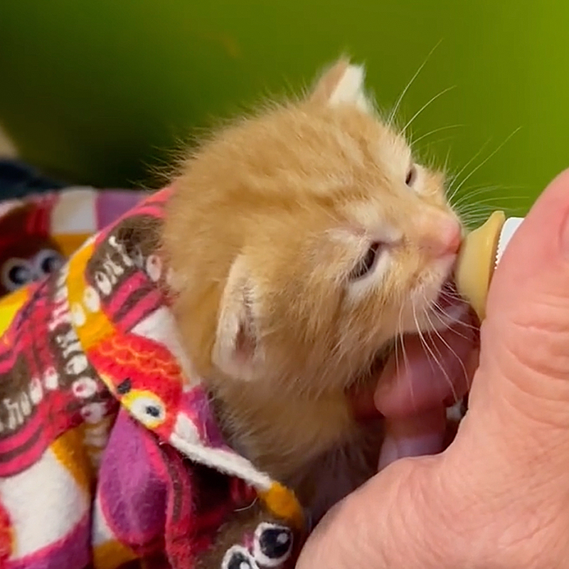 Catty Shack Rescue, Prescott, Arizona, Susan Smart, ear wiggles, champion ear wiggler, orange tabby, barn kittens, rescued kittens, bottle babies, bottle feeding kittens, 1