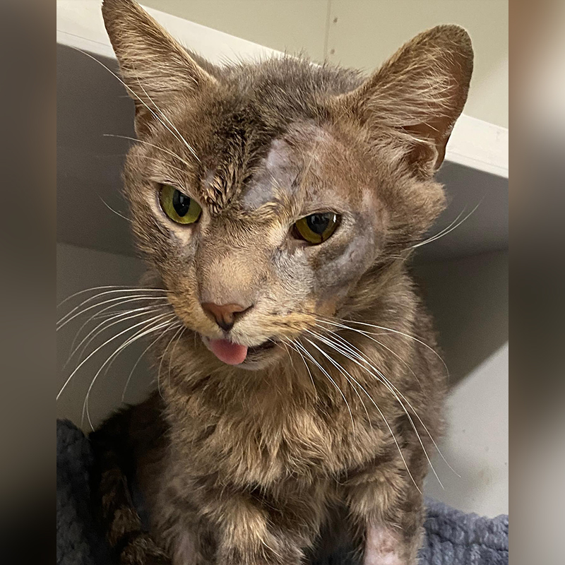 Earl the senior kitty hit by a car in Burbank, California