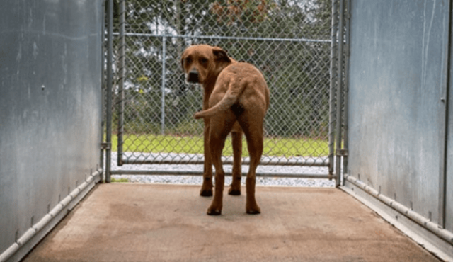 Lonely Shelter Dog