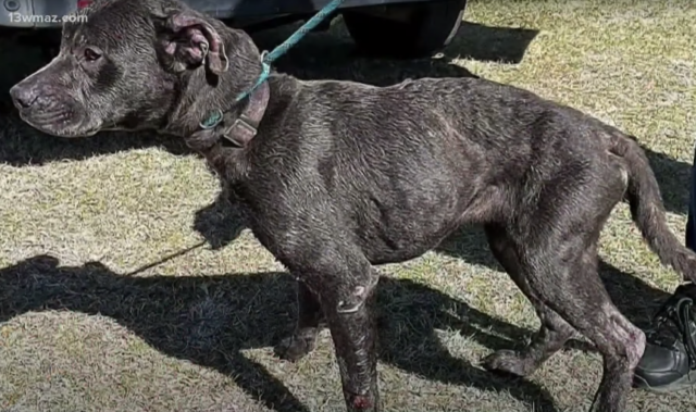 Emaciated dog at animal control