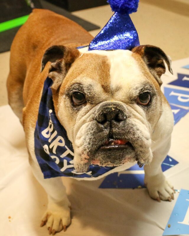 English Bulldog Birthday