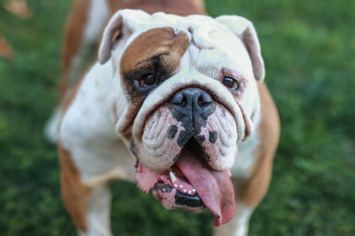 English Bulldog close-up