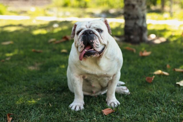 English Bulldog panting