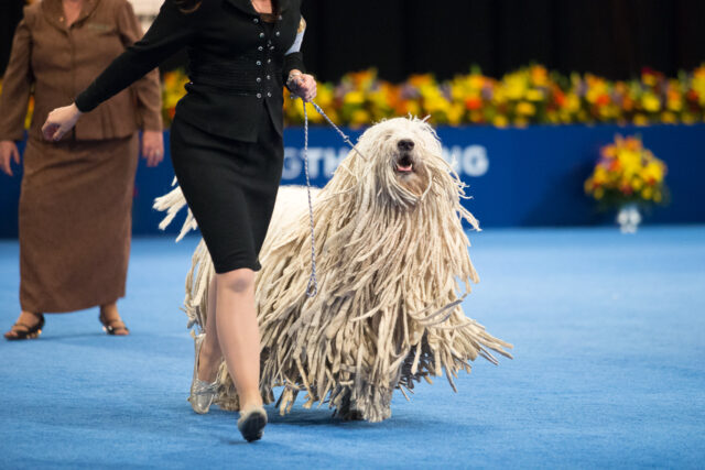 Dog Show