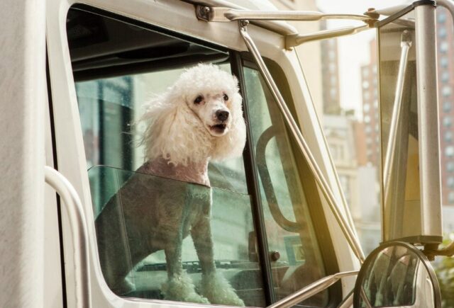 Dog in Truck