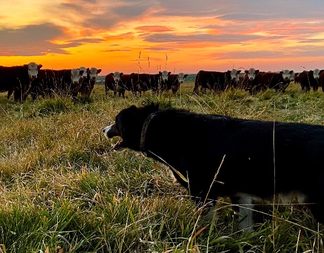 Farm Dog 