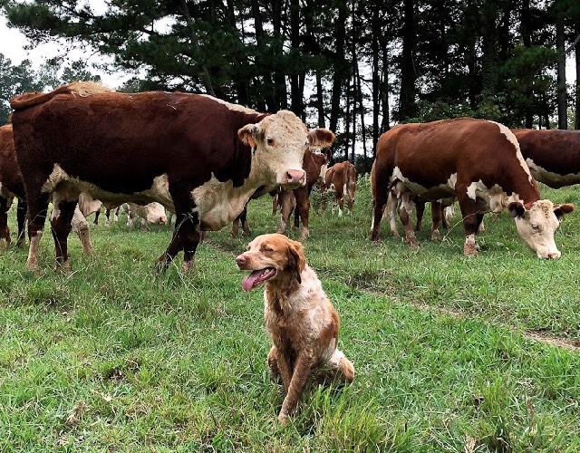 Farm Dog