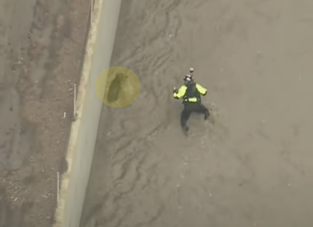 Fire crew saving dog from river