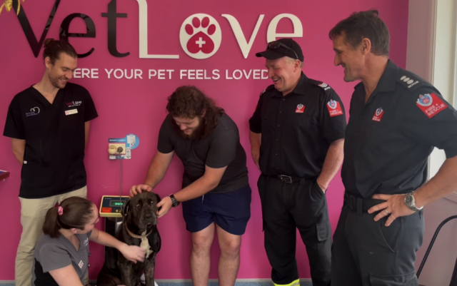 Firefighters with recovering Mastiff