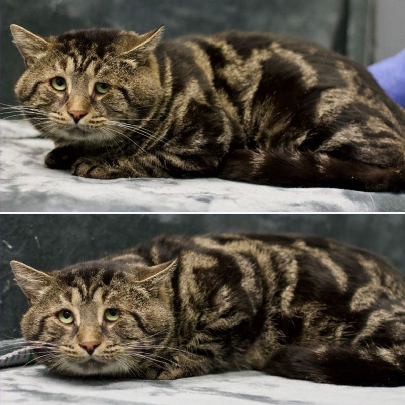 Homeward Bound Pet Adoption Center in Blackwood, New Jersey, Baltimore, Maryland,  Laura Folts and Tanner Callahan, Fishtopher, tabby cat, rescued stray cat, FIV+, cheek jowls, 6