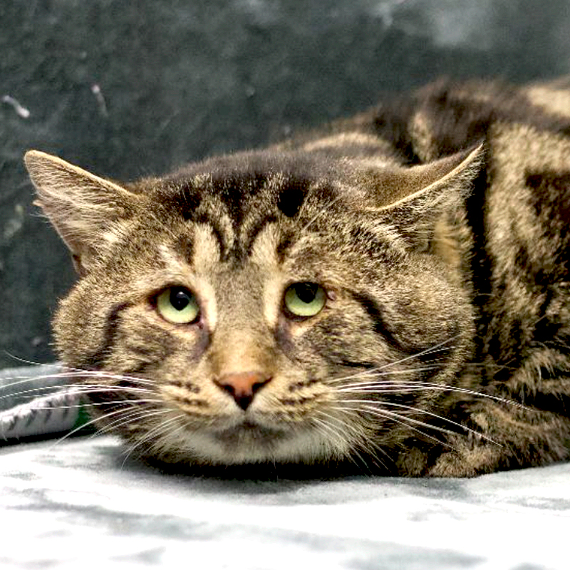 Homeward Bound Pet Adoption Center in Blackwood, New Jersey, Baltimore, Maryland,  Laura Folts and Tanner Callahan, Fishtopher, tabby cat, rescued stray cat, FIV+, cheek jowls, 5