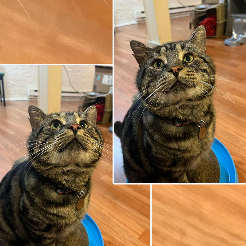 Homeward Bound Pet Adoption Center in Blackwood, New Jersey, Baltimore, Maryland,  Laura Folts and Tanner Callahan, Fishtopher, tabby cat, rescued stray cat, FIV+, cheek jowls, 3