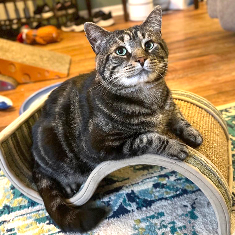 Homeward Bound Pet Adoption Center in Blackwood, New Jersey, Baltimore, Maryland,  Laura Folts and Tanner Callahan, Fishtopher, tabby cat, rescued stray cat, FIV+, cheek jowls, 2