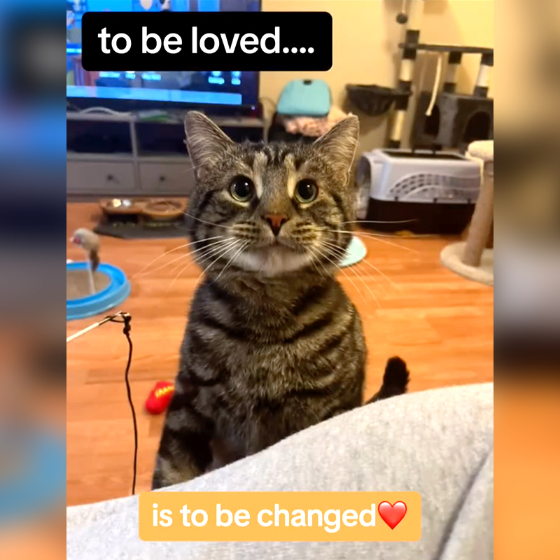 Homeward Bound Pet Adoption Center in Blackwood, New Jersey, Baltimore, Maryland,  Laura Folts and Tanner Callahan, Fishtopher, tabby cat, rescued stray cat, FIV+, cheek jowls, 1