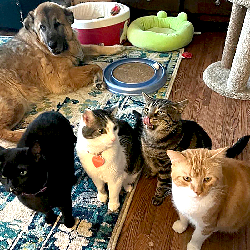 "The whole cast of characters but nobody is looking at the camera."From left: Stormy, Matilda, Mr. Lover, Fishtopher And Gracie the dog.