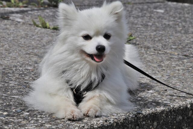 Fluffy dog on leash