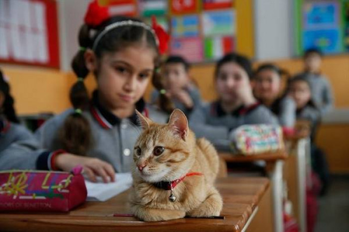 However, there was a problem. The school administration thought that Tombi could be a possible health risk. They said that he would have to be relocated to somewhere more suitable.