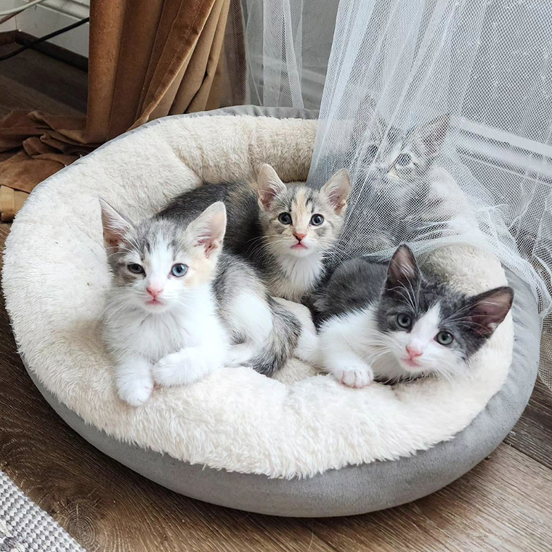 Four Seasons Kittens, Abdul's cats, heterochromia