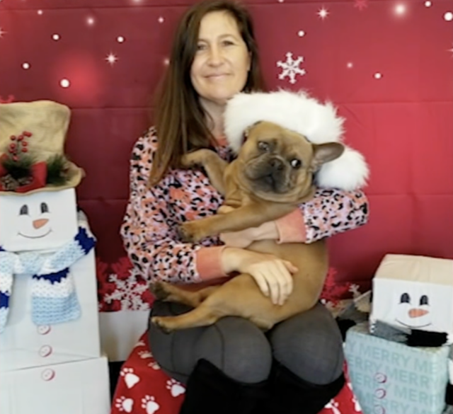 French Bulldog Christmas photo