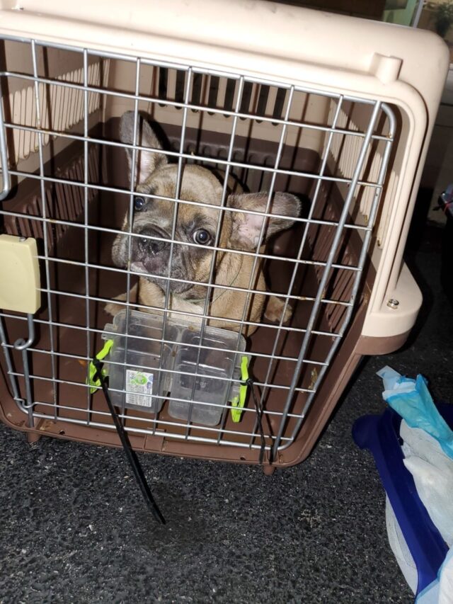 French Bulldog Crated