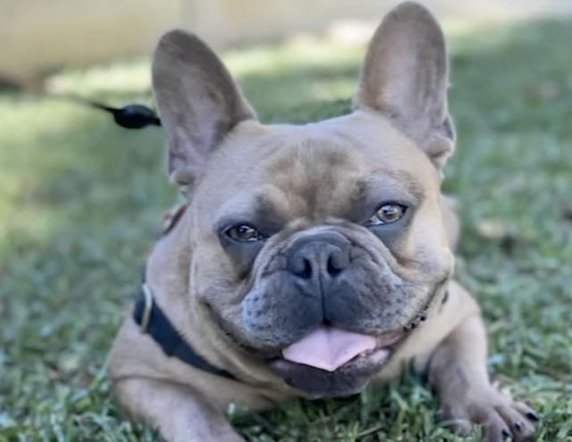 French Bulldog Stolen