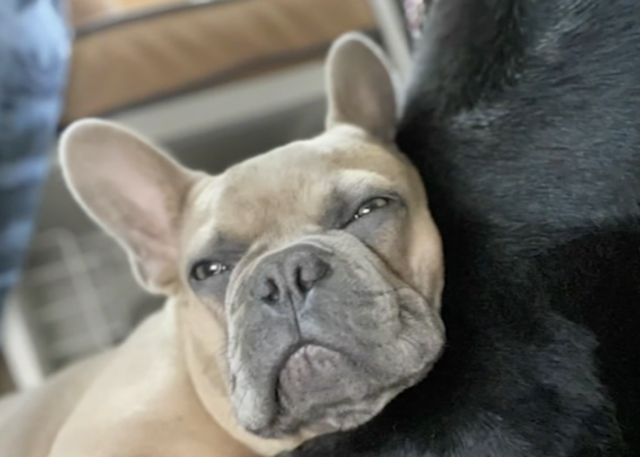 French Bulldog cuddling