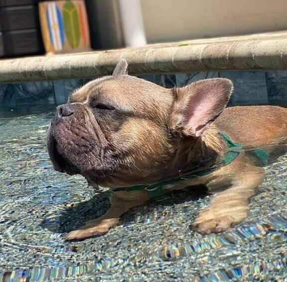 French Bulldog in Pool