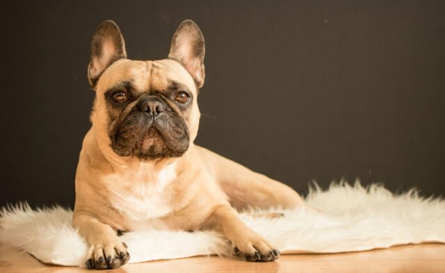 French Bulldog laying down