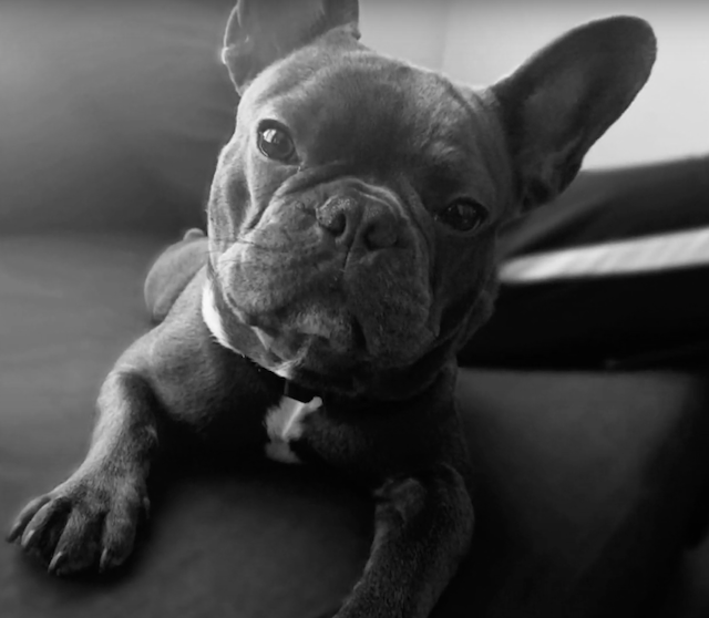 French Bulldog passed away