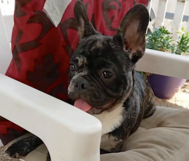 French Bulldog returns home