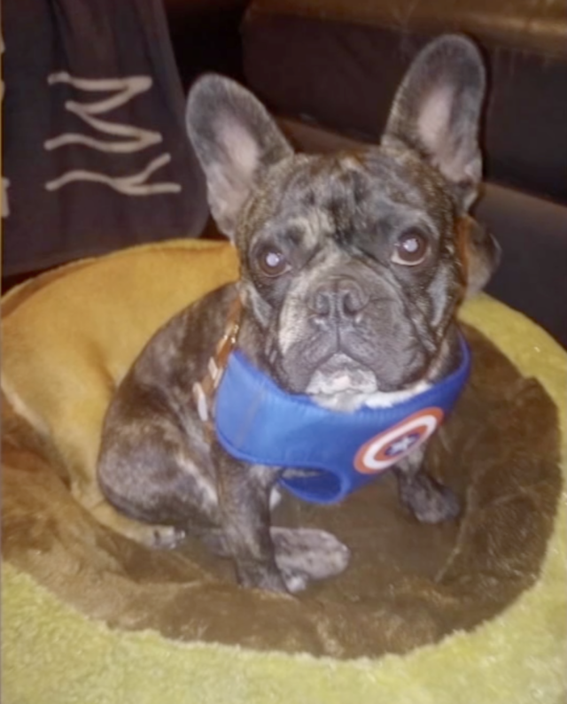 French Bulldog stolen